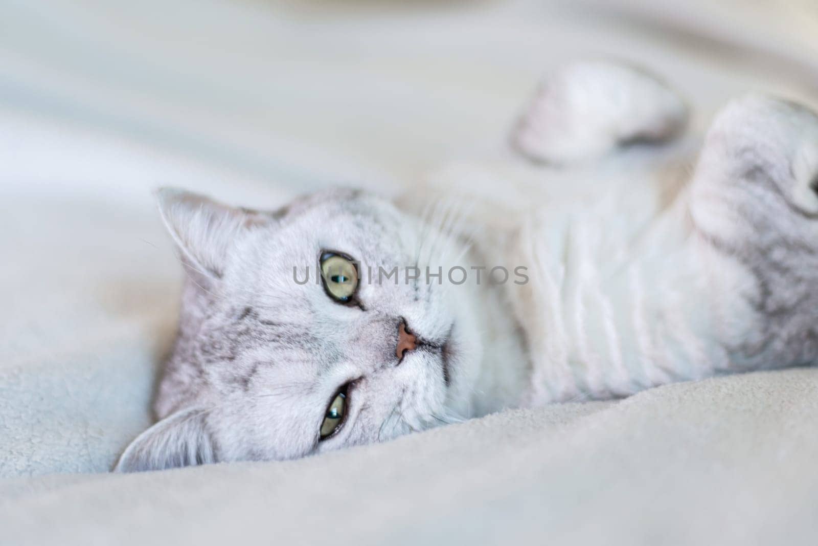 Scottish straight cat lies on his back. Cat upside down. Close up white cat face. Favorite pets, cat food. by Matiunina