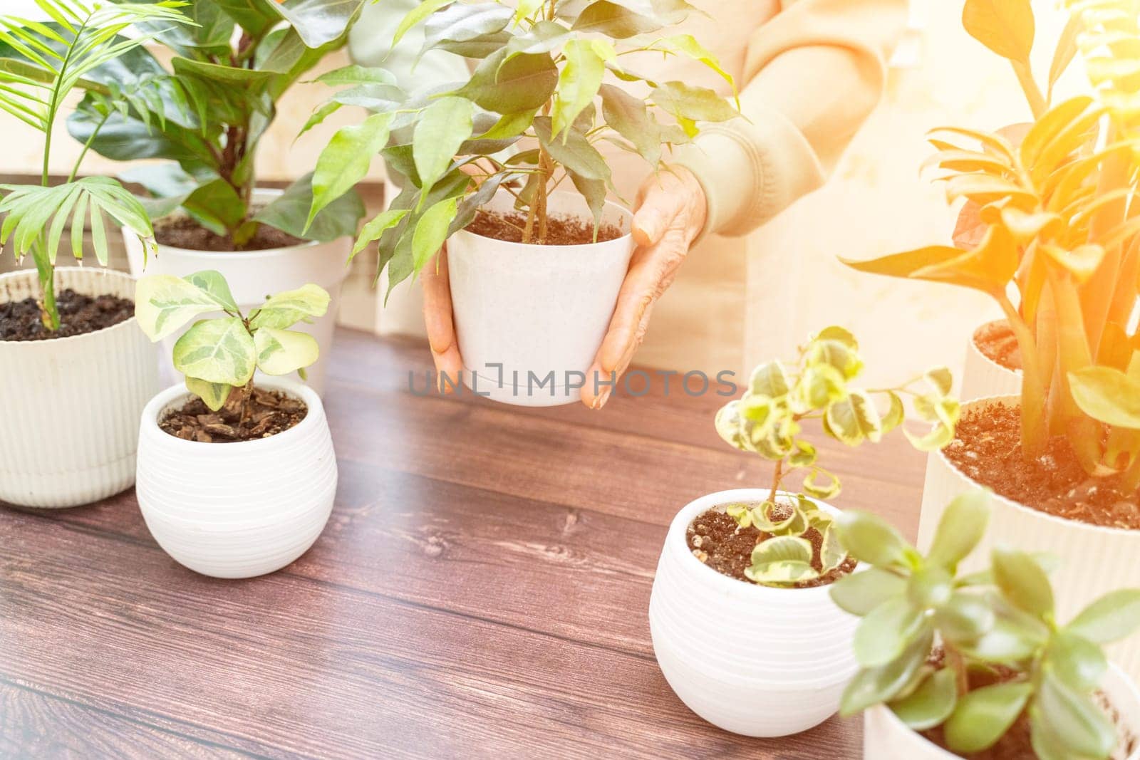 Home gardening, hobby, freelancing, cozy workplace. Grandmother gardener housewife in an apron holds a pot of Chamaedorea elegans in her hands.