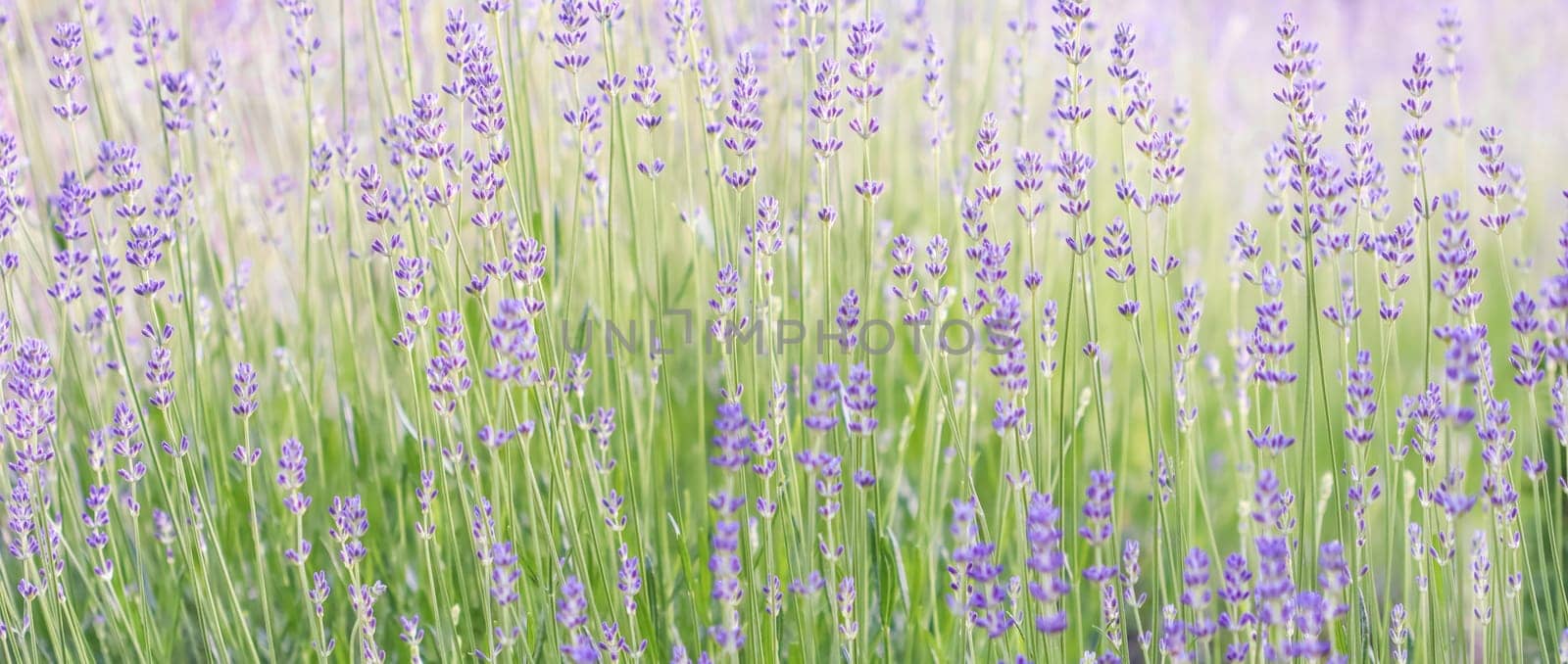 Lavender flowers blooming in the lavender field. Soft focus by Olayola