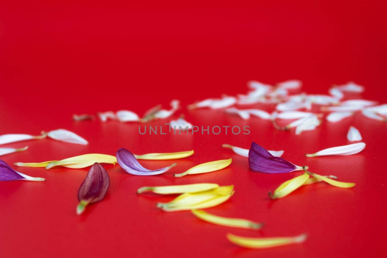 Flower petals on red background. Valentine's and Mother's Day concept. Copy space