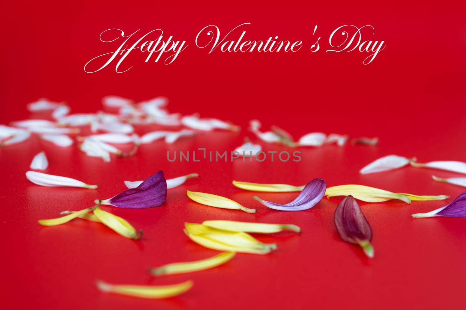 Valentine's Day Greeting with flower petals on red background. Wishes and greeting.