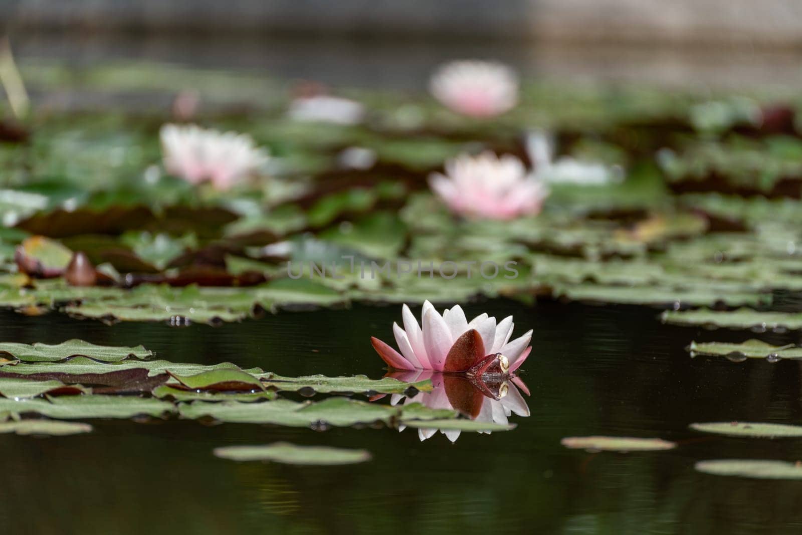 Pink lotus water lily flower in pond, waterlily with green leaves blooming.