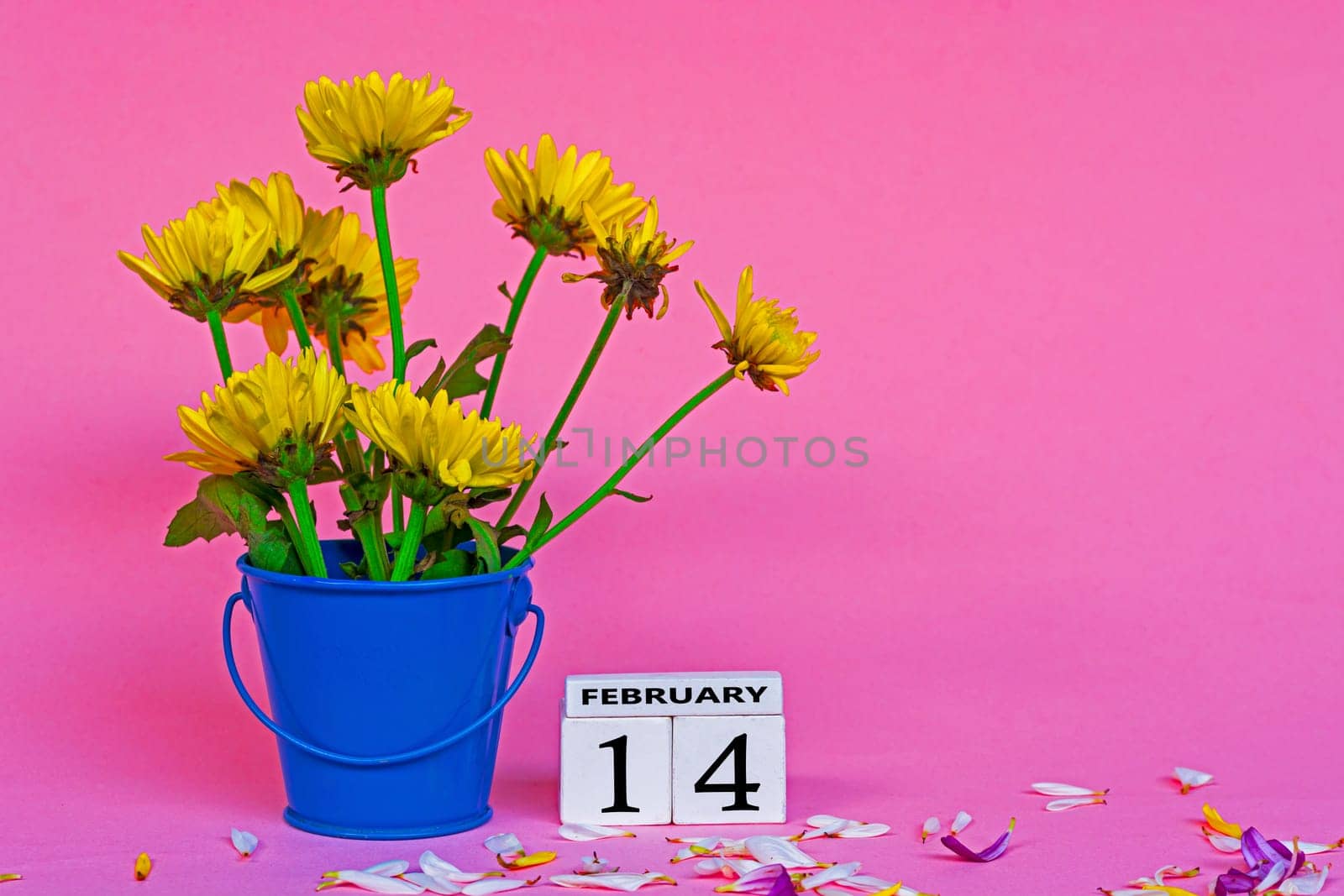 Yellow dahlia flower with wooden block cube on pink background. February 14 celebration with copy space.