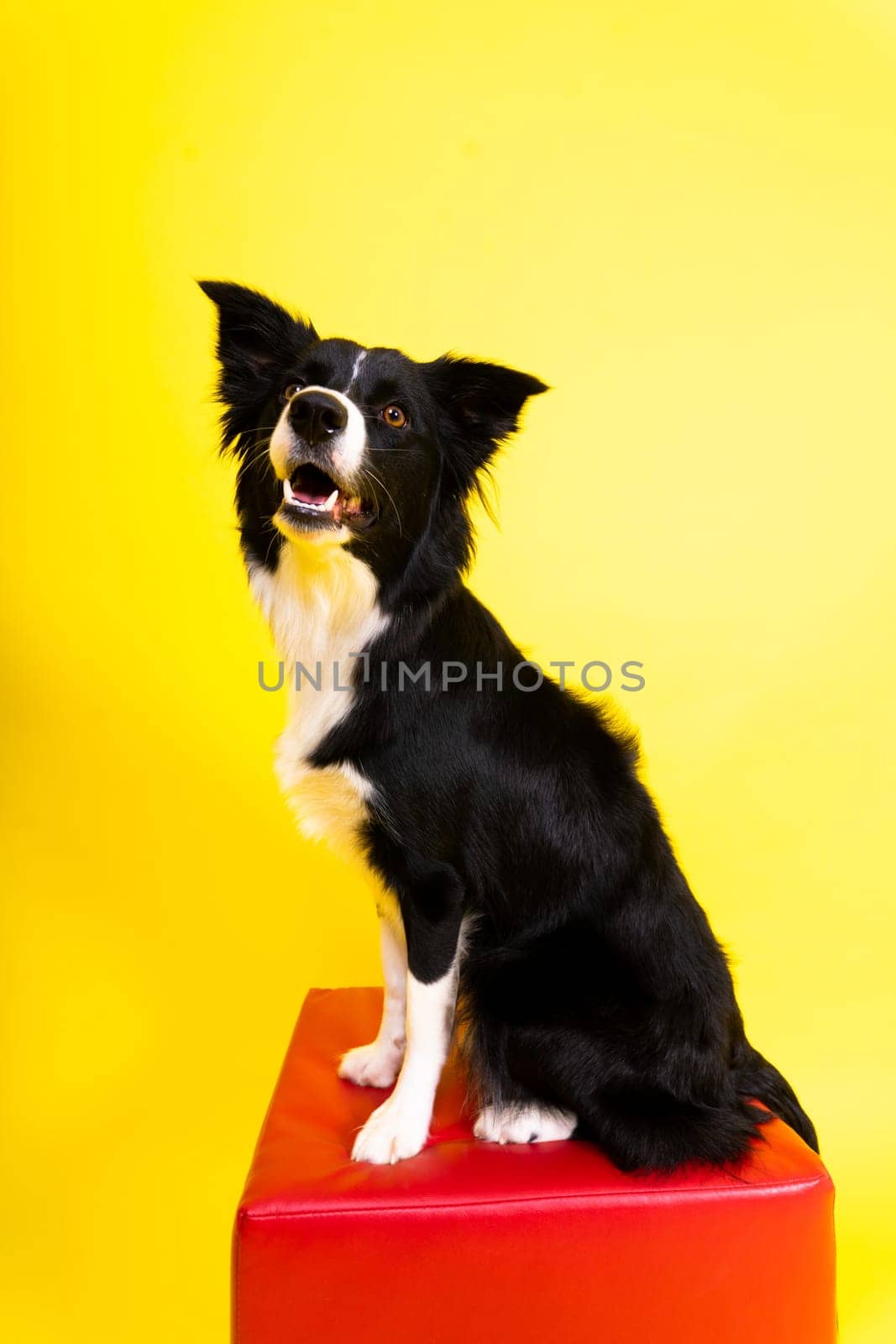 Border Collie portrait looking at a camera against red and yellow background