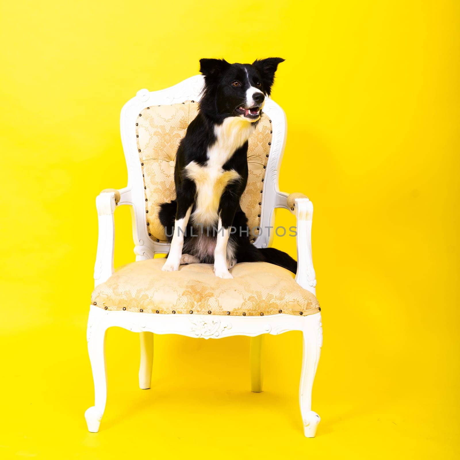 Border Collie portrait looking at camera against red and yellow background by Zelenin