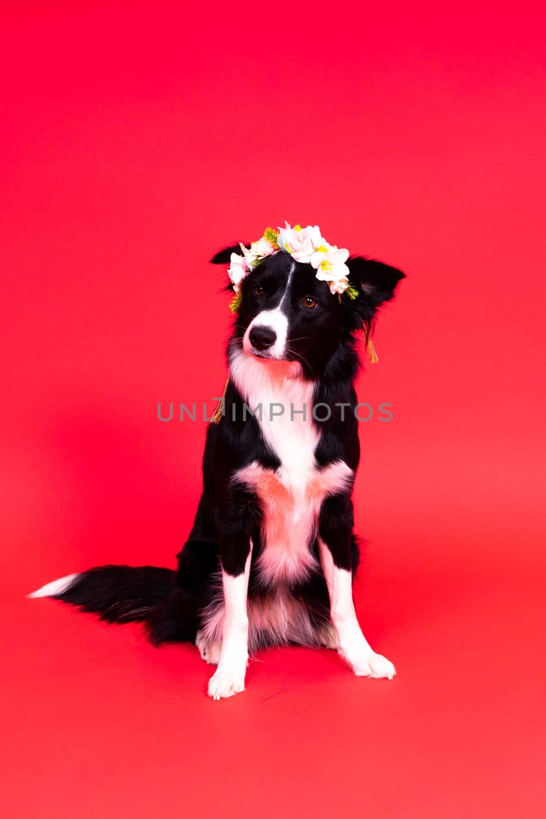 Border Collie portrait looking at a camera against red and yellow background