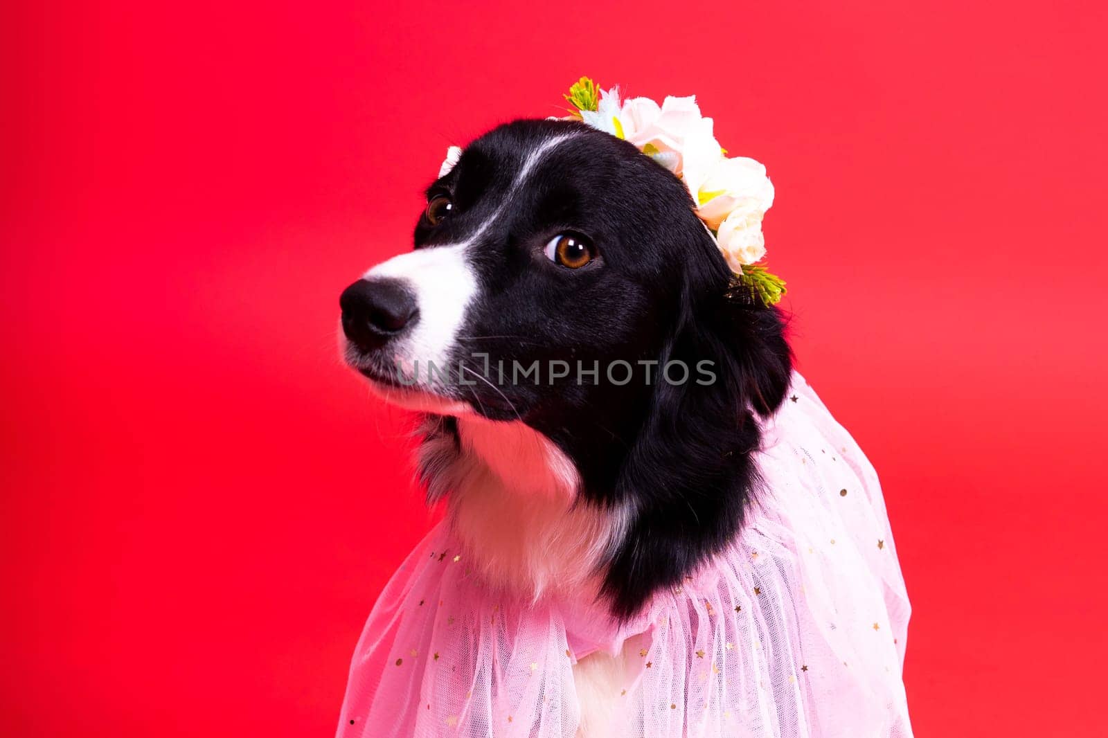 Border Collie portrait looking at a camera against red and yellow background