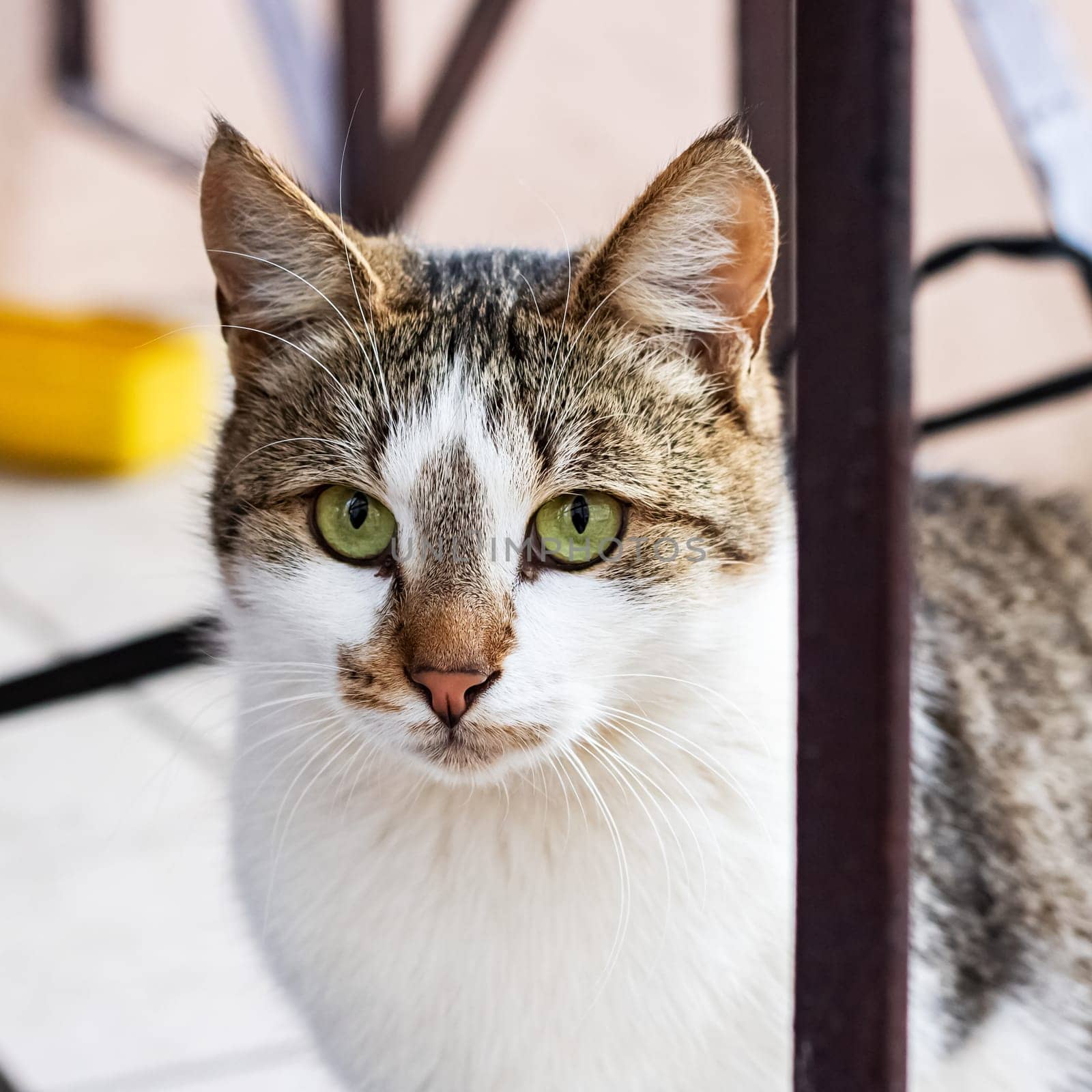 White cat with gray ears and green eyes close up