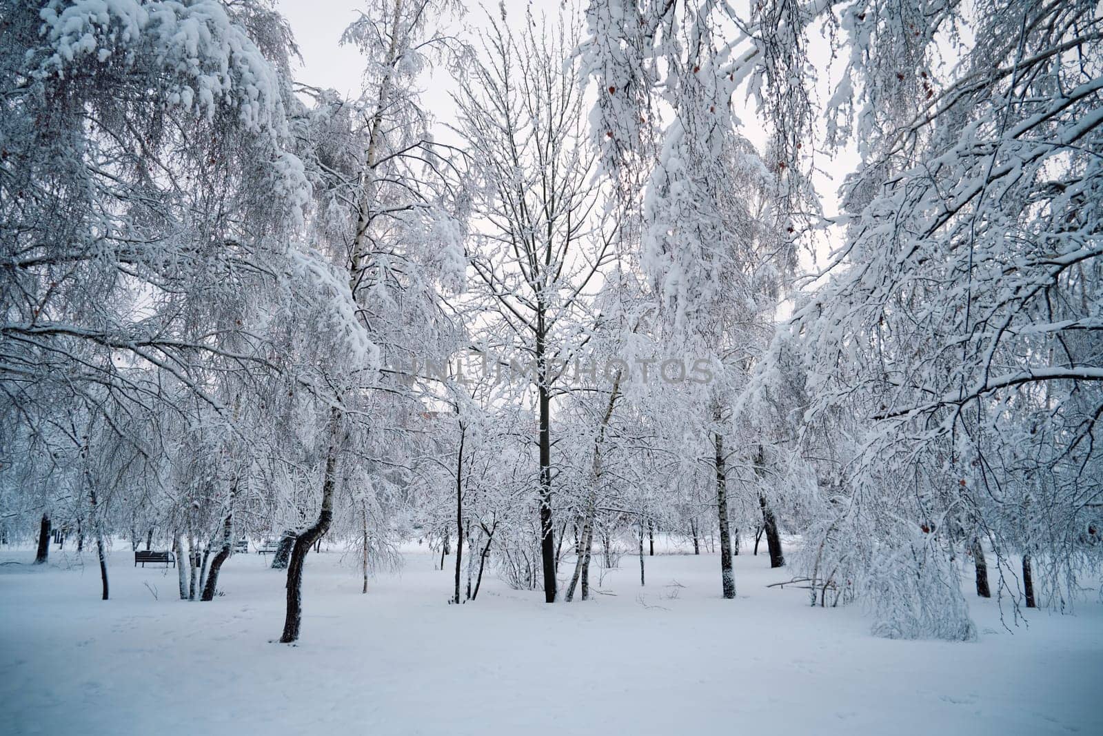 Winter landscape with trees covered with hoarfrost and snow in the park by DAndreev
