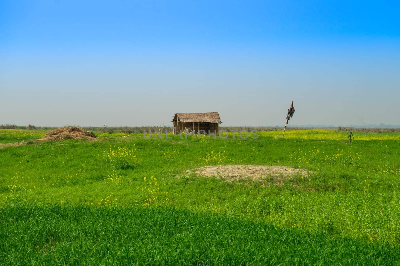 hut made of reeds and bamboo in field