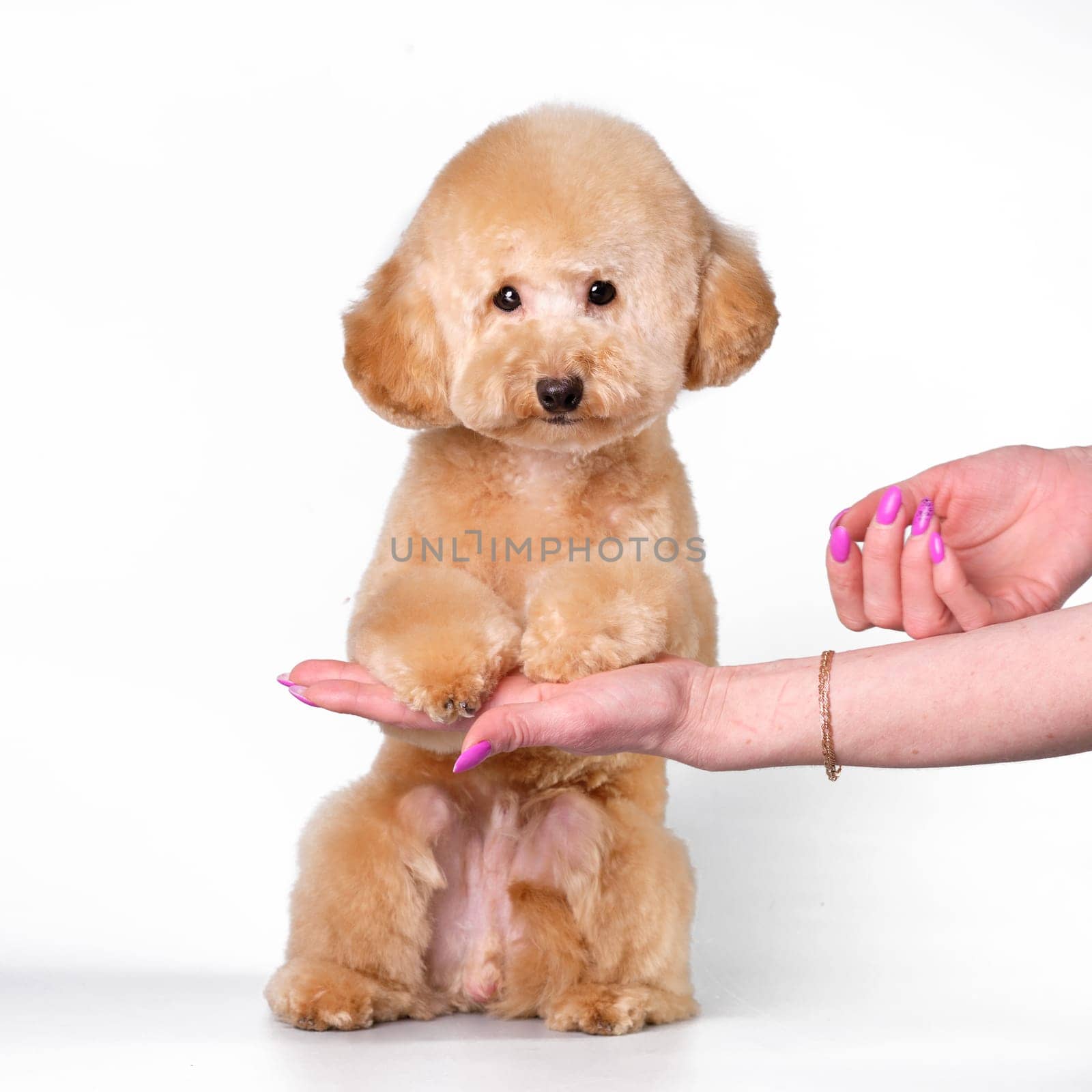 Apricot poodle puppy standing on its hind legs holding a woman's hand on a white background