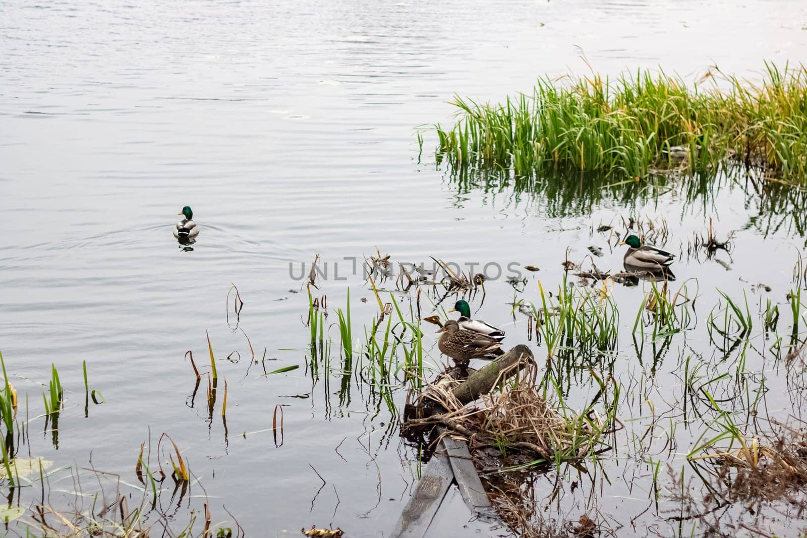 Ducks swim in the water near the shore of river