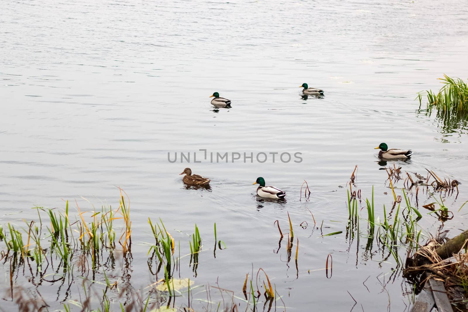 Ducks swim in the water near the shore by Vera1703