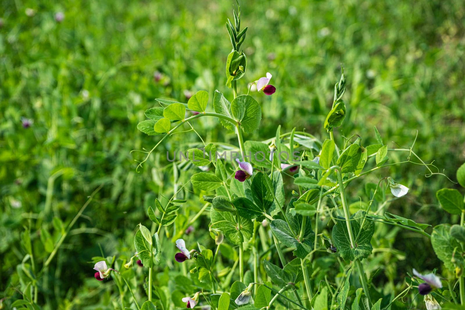 peas during flowering. blooming peas