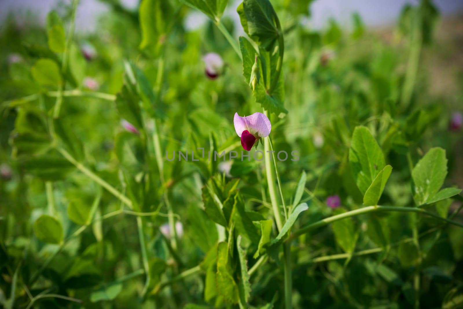 peas during flowering. blooming peas