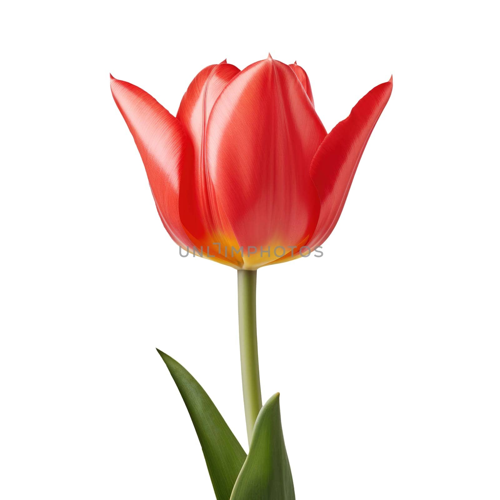 Tulip flower isolated on white background. Useful for floral design by natali_brill