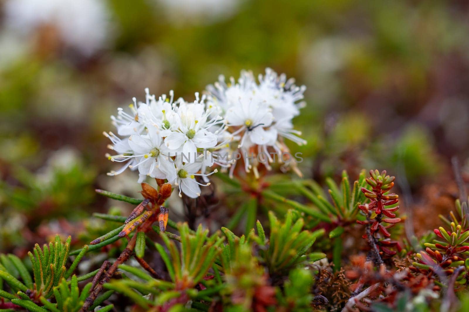 Bog Labrador tea plant or Rhododendron groenlandicum, found in Canada's arctic tundra, north of Arviat, Nunavut. Also known as Muskeg tea, Swamp tea, or in northern Canada, Hudson's Bay Tea. Formerly Ledum groenlandicum or Ledum latifolium