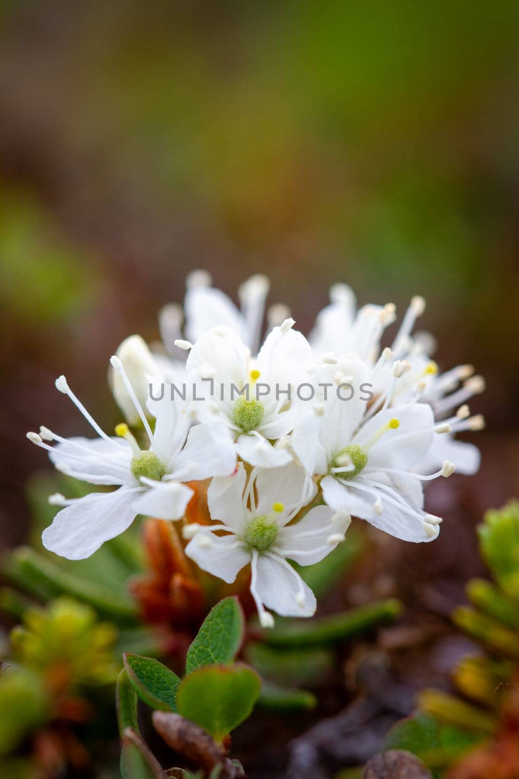 Close-up of Labrador tea flower found in Canada's arctic tundra by Granchinho