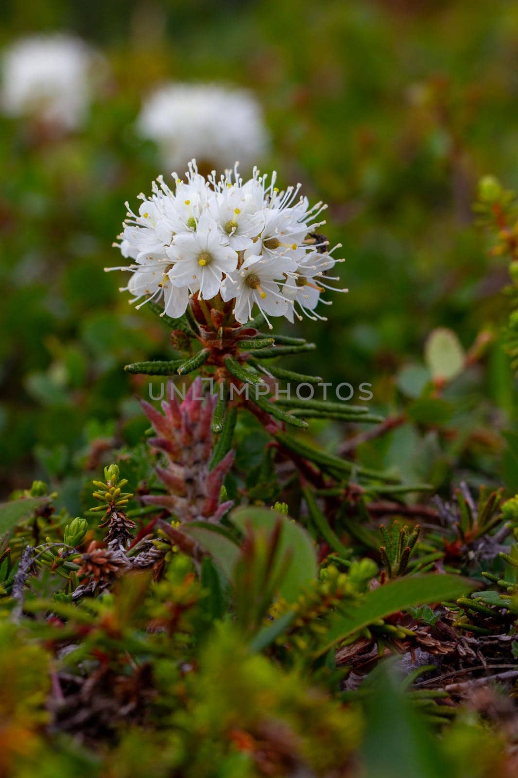 Bog Labrador tea plant or Rhododendron groenlandicum, found in Canada's arctic tundra, north of Arviat, Nunavut. Also known as Muskeg tea, Swamp tea, or in northern Canada, Hudson's Bay Tea. Formerly Ledum groenlandicum or Ledum latifolium