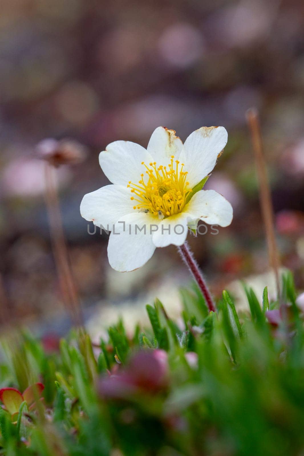 A single arctic mountain aven or alpine dryad flower in full bloom by Granchinho