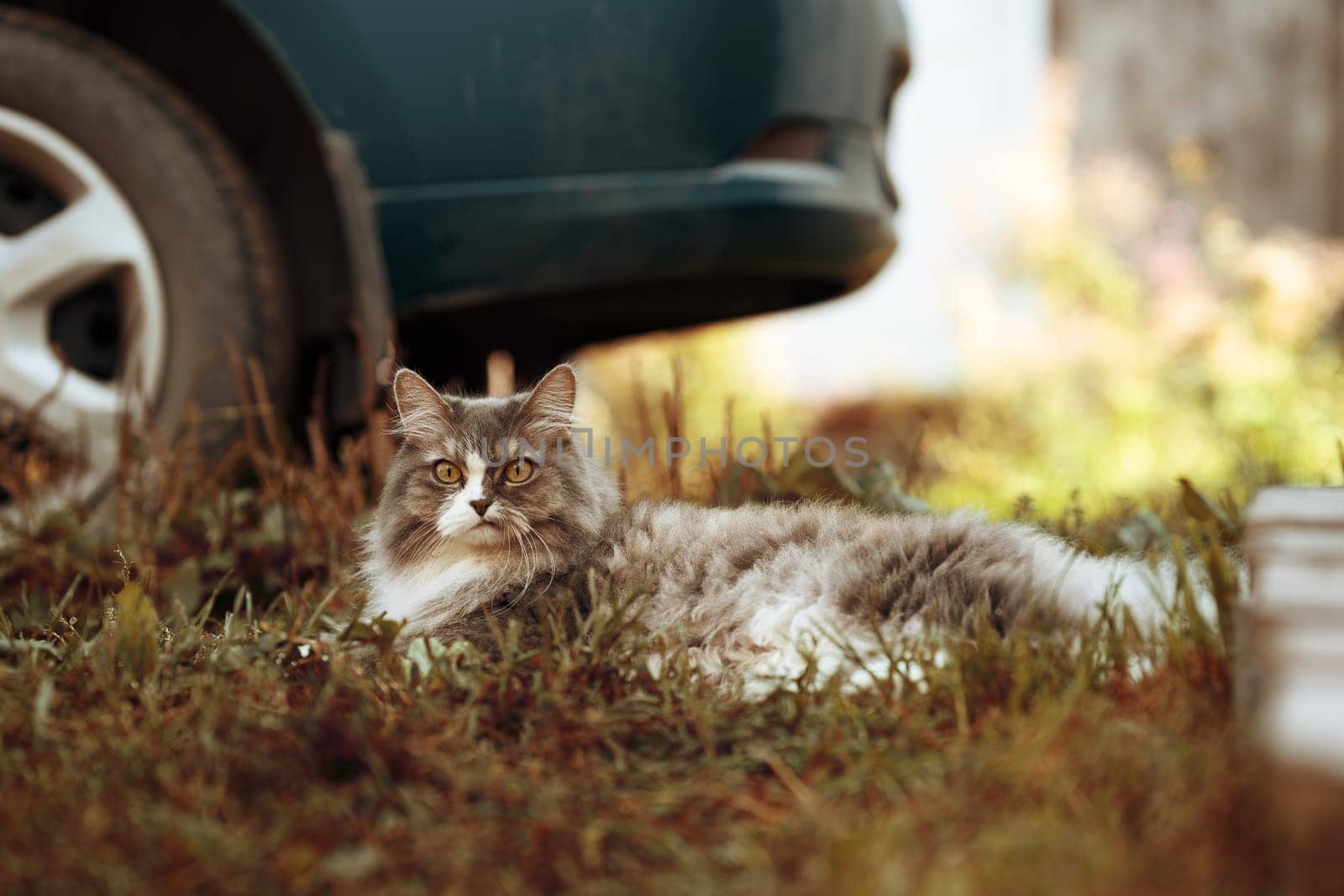 cat lies on the lawn near the car