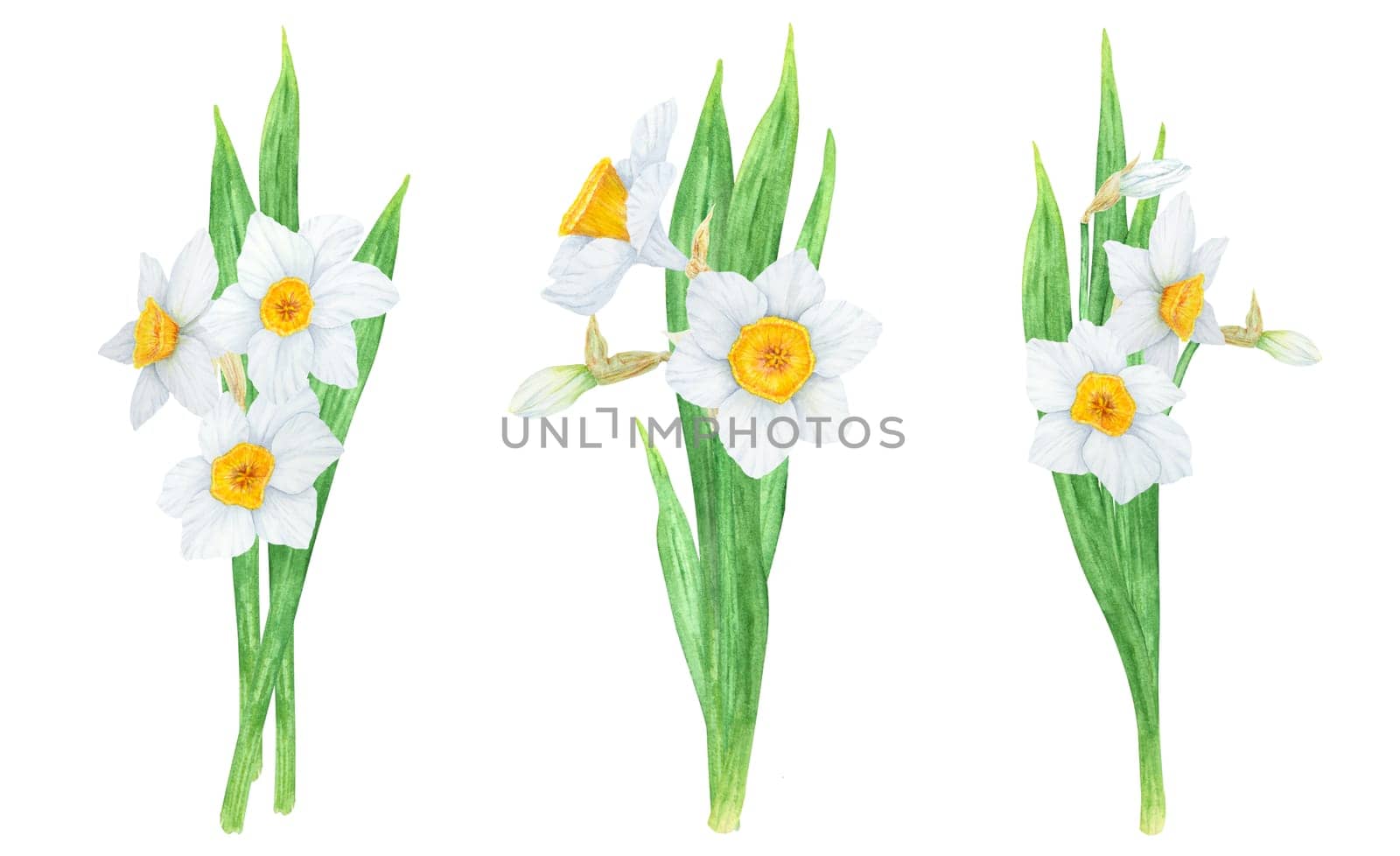 Narcissus, watercolor illustration of daffodils. Hand drawn watercolor painting of a fragrant spring garden flower. White and yellow botanical painting for greeting, wedding, Easter, Mothers day print.