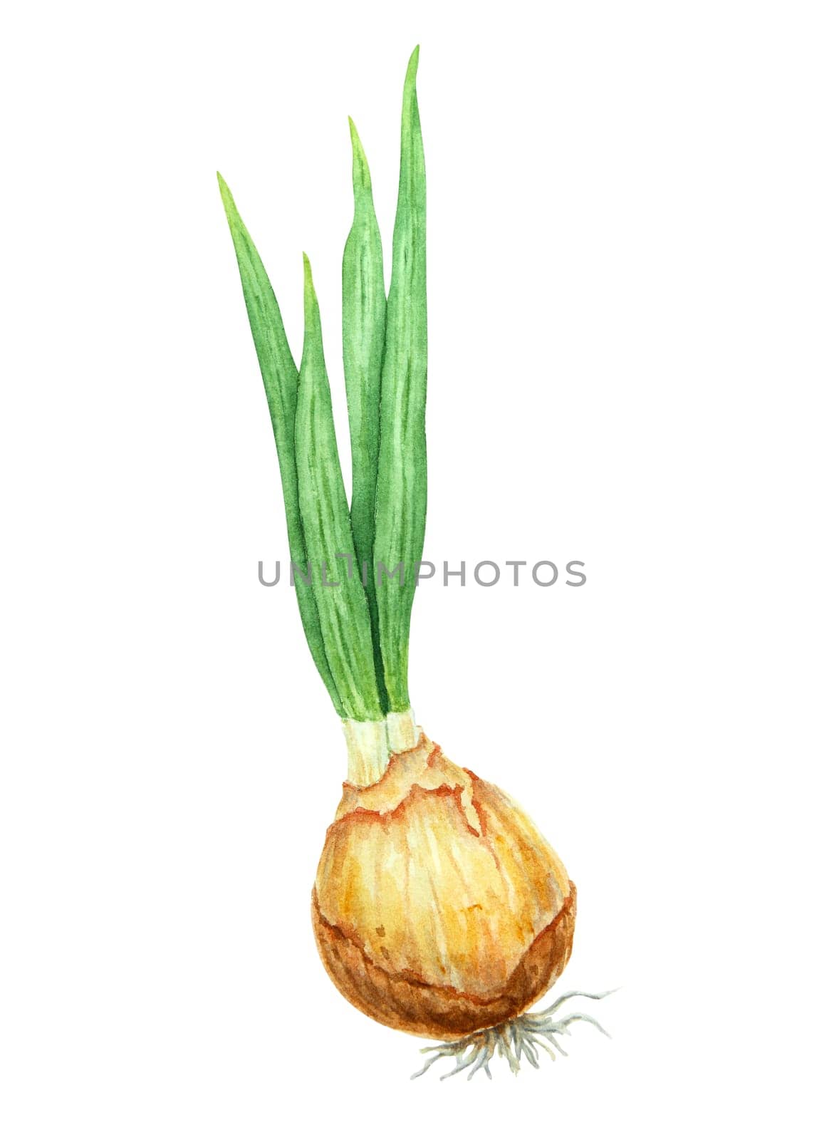 Bulb of plant, flower. Watercolor hand drawn illustration of narcissus, onion, tulip, hyacinth. Botanical painting of spring garden flower for greeting, wedding, Easter, Mothers day, farmers prints.