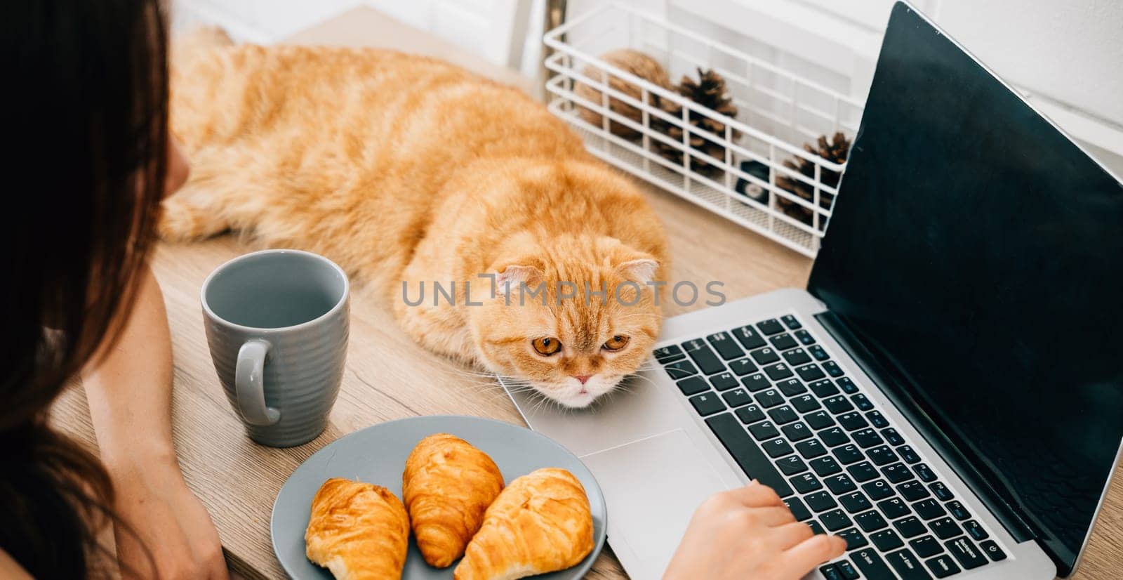 A woman, seated at her desk, finds delight in her Scottish Fold cat's presence while working on her laptop. Their connection highlights the beautiful synergy between work and pets.