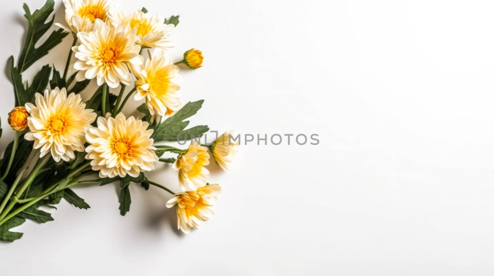 yellow chrysanthemums against a pristine white background by Alla_Morozova93