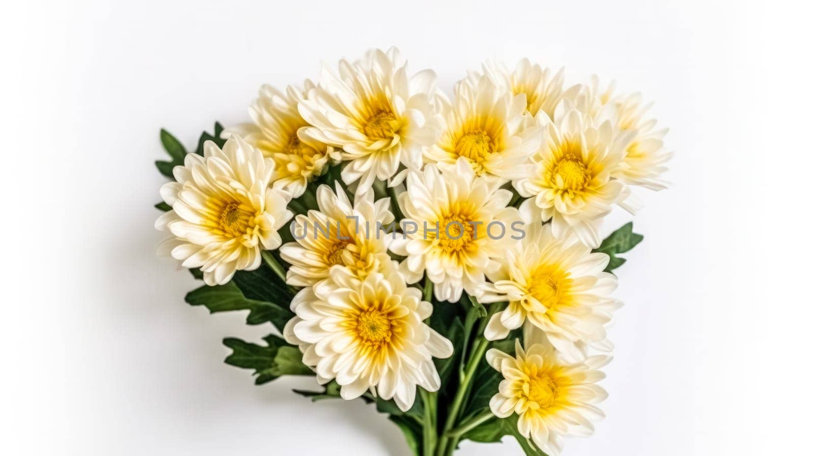 A stunning display of yellow chrysanthemums against a pristine white background, capturing the essence of floral beauty. Perfect for diverse design applications.