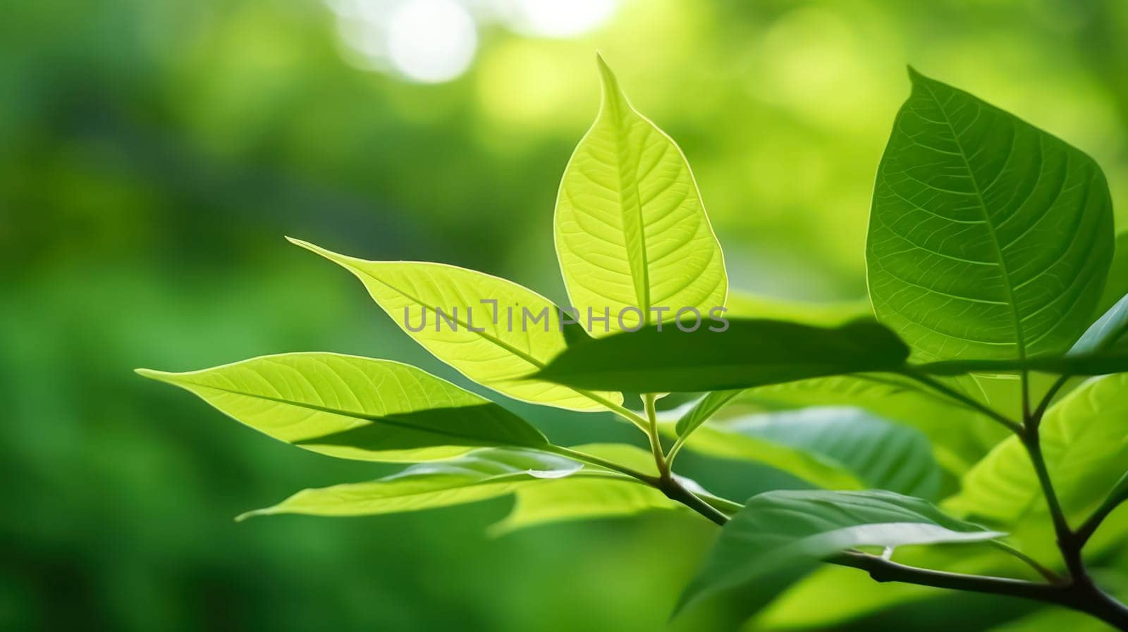 Lush green leaves in a summer garden, a testament to the vibrant beauty of nature. by Alla_Morozova93