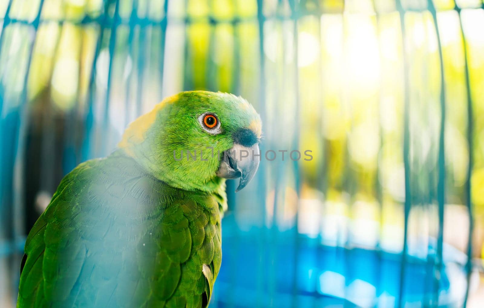 Close up of a beautiful green parrot looking at camera. Portrait of beautiful yellow-naped parro by isaiphoto