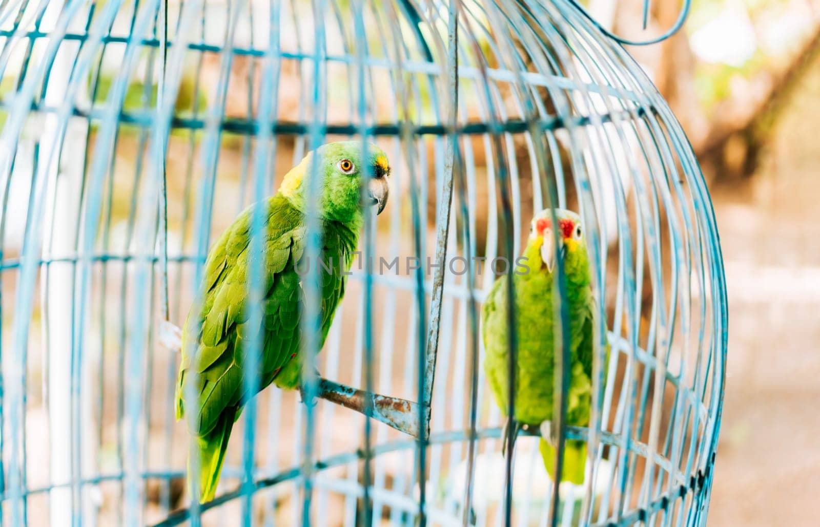 Portrait of two beautiful green parrots in a cage. Two beautiful and colorful yellow-naped parrot in a cage by isaiphoto
