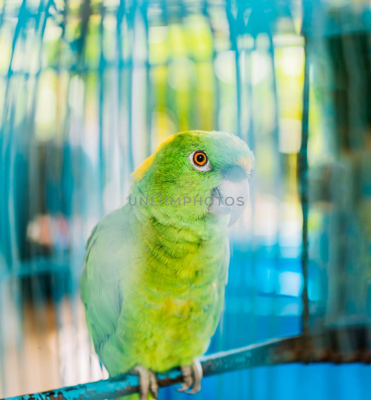 Beautiful yellow-necked green parrot. Portrait of beautiful and colorful yellow-naped parrot