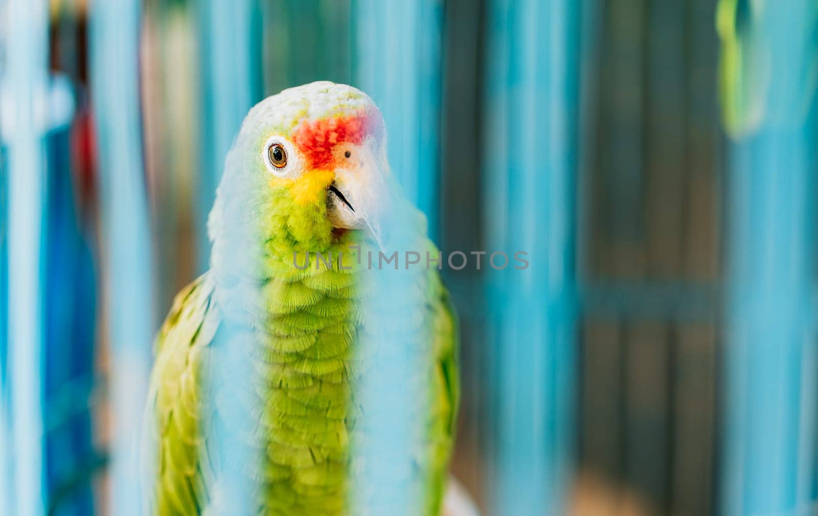 Portrait of Autumnal Amazon Parrot. Cute red-crested parrot, found throughout Central America by isaiphoto