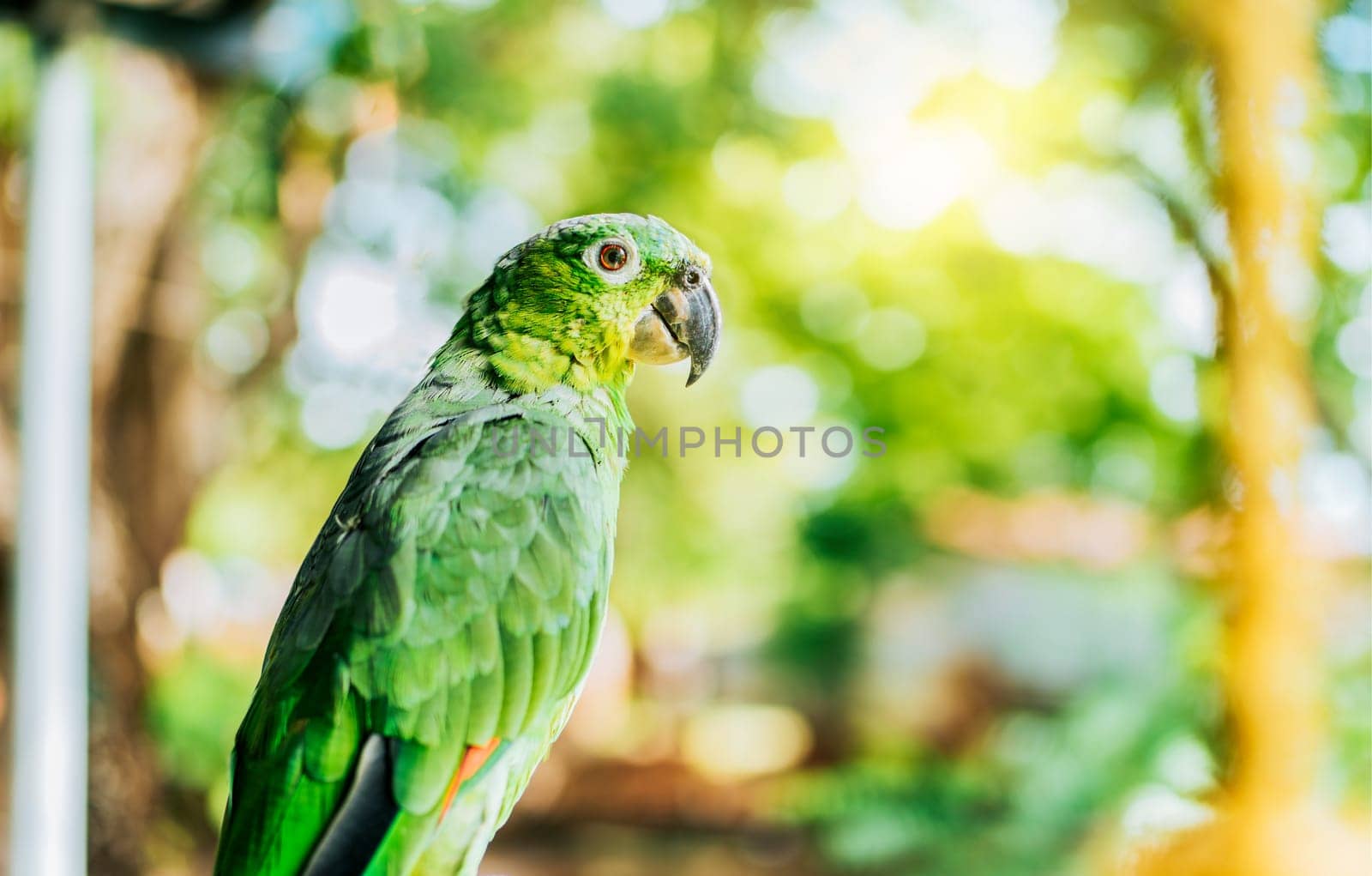 Portrait of beautiful and colorful yellow-naped parrot outdoors. Beautiful yellow-necked green parrot