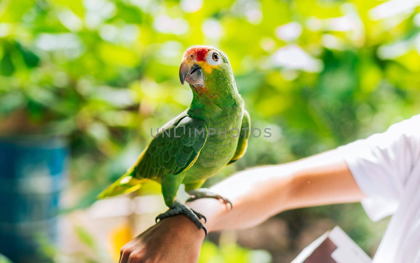 Portrait of autumnal amazon parrot on person hand. Cute Central American Red Crested Parrot posing on person hand