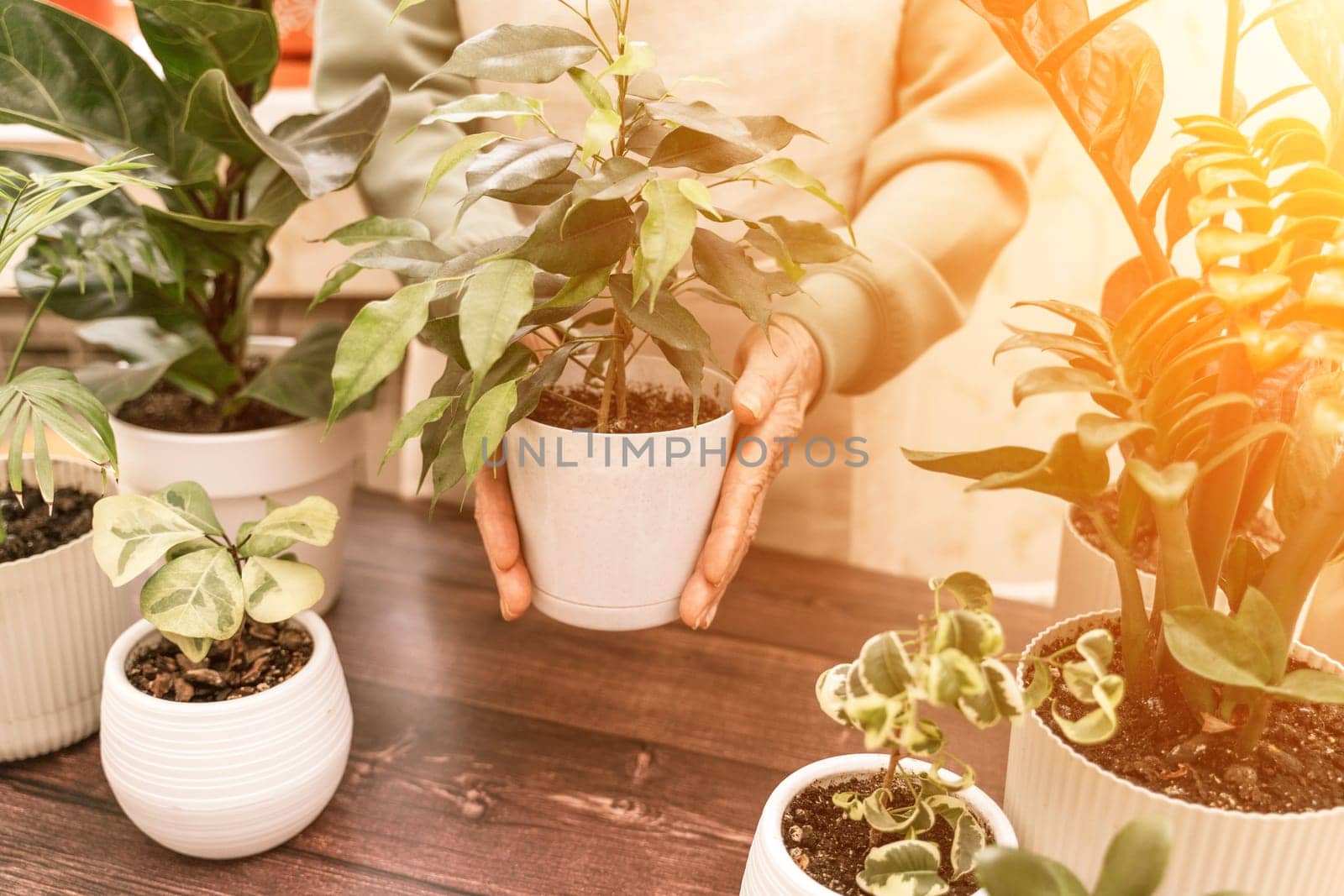 Home gardening, hobby, freelancing, cozy workplace. Grandmother gardener housewife in an apron holds a pot of Chamaedorea elegans in her hands by Matiunina