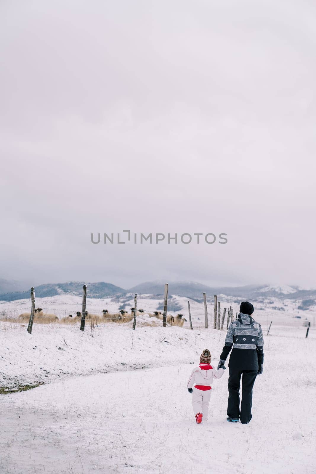 Mother and a little girl walk holding hands toward a snowy, fenced pasture with sheep. Back view. High quality photo
