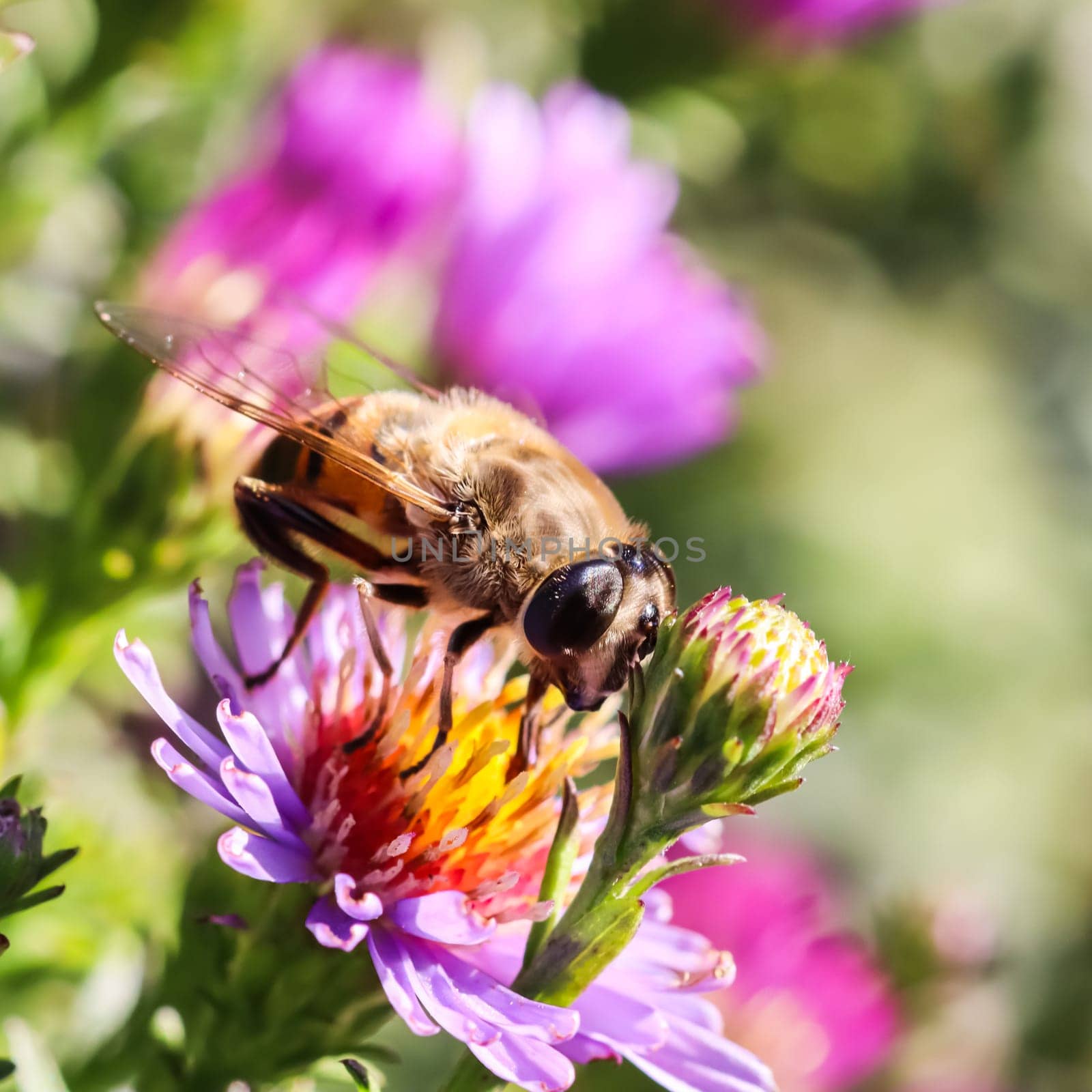 Worker bee on pink aster flowers in autumn garden on a sunny day