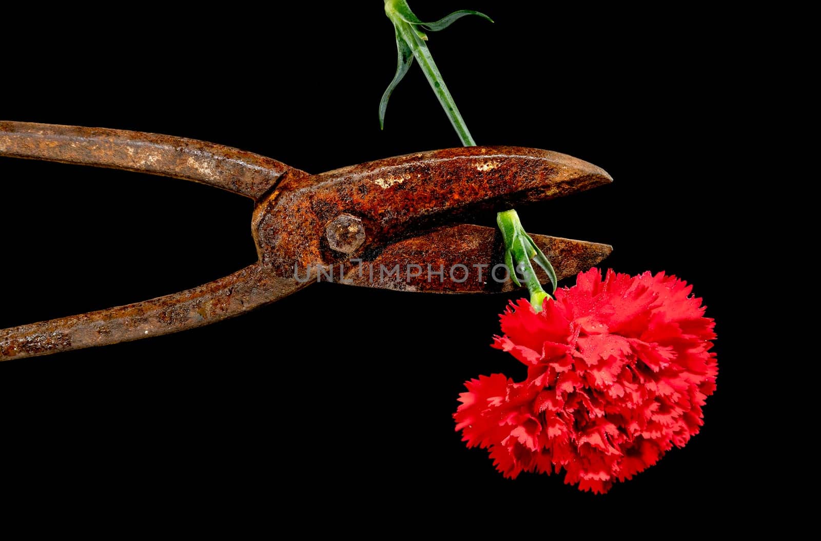 Creative still life with old rusty metal hand scissors and red carnation on a black background