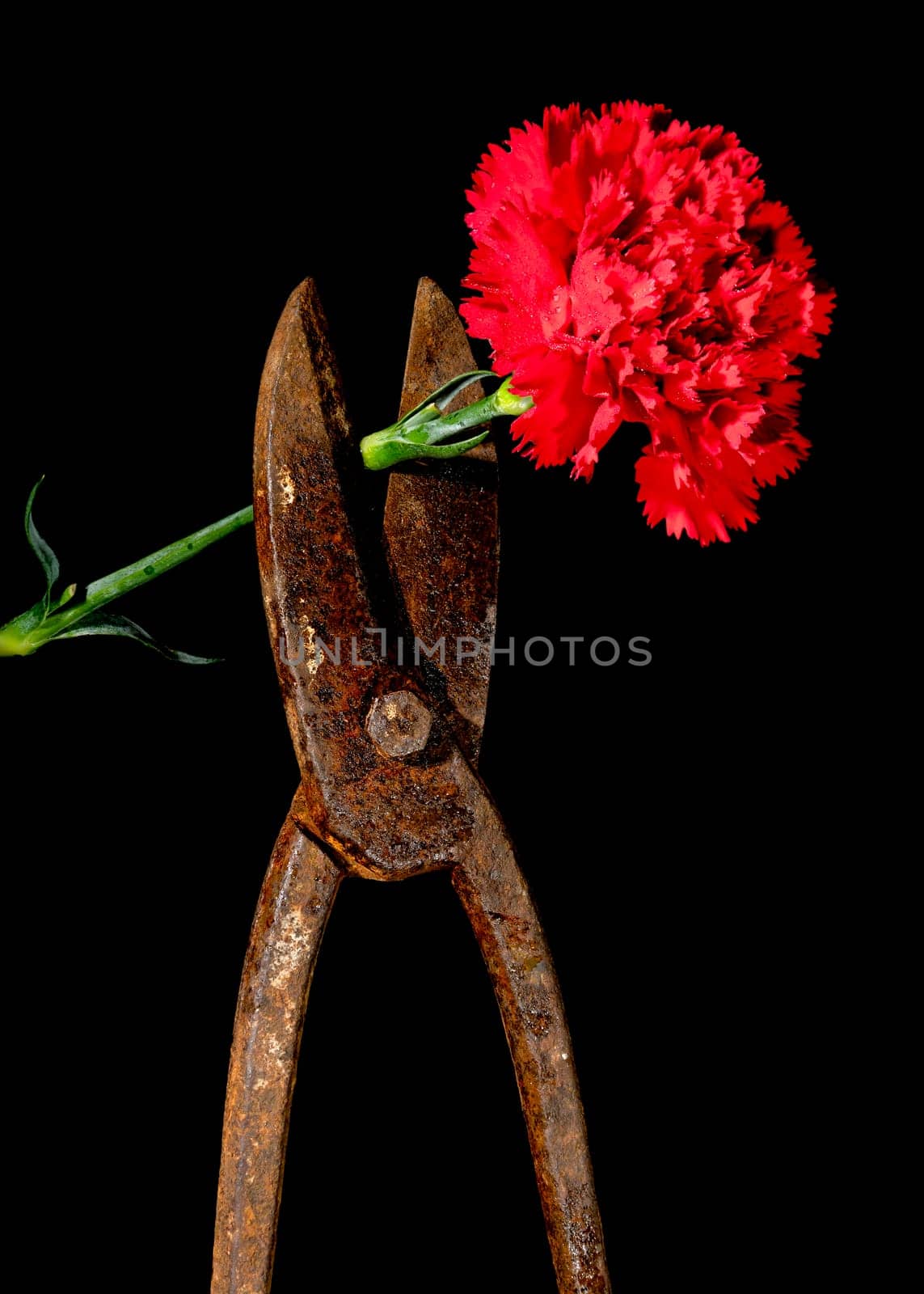 Creative still life with old rusty metal hand scissors and red carnation on a black background