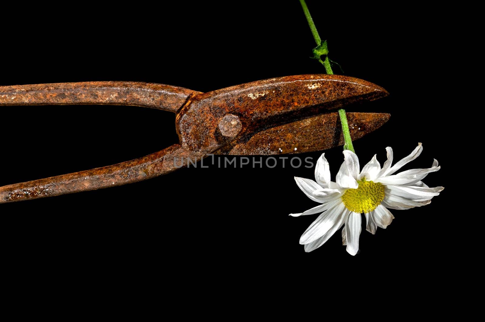 Creative still life with old rusty metal hand scissors and white chamomile on a black background