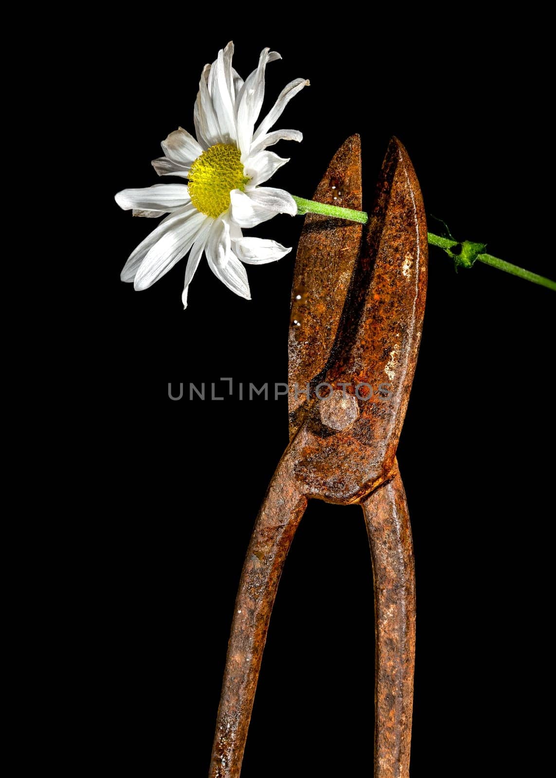 Creative still life with old rusty metal hand scissors and white chamomile on a black background