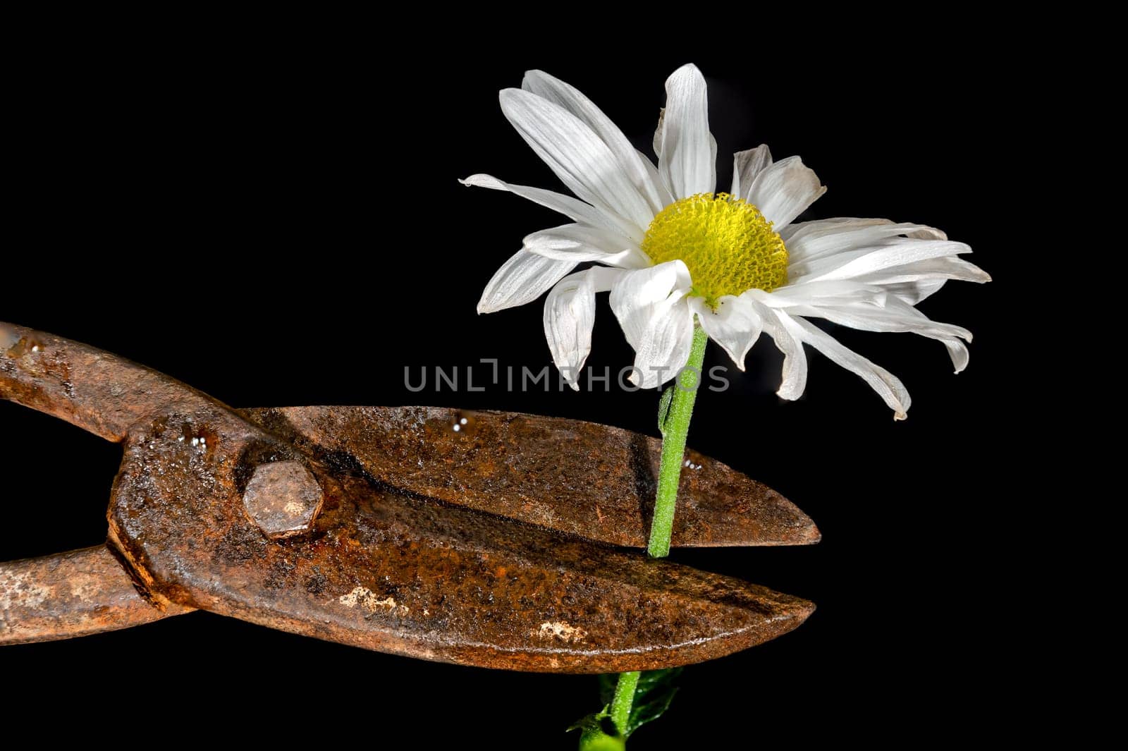 Creative still life with old rusty metal hand scissors and white chamomile on a black background