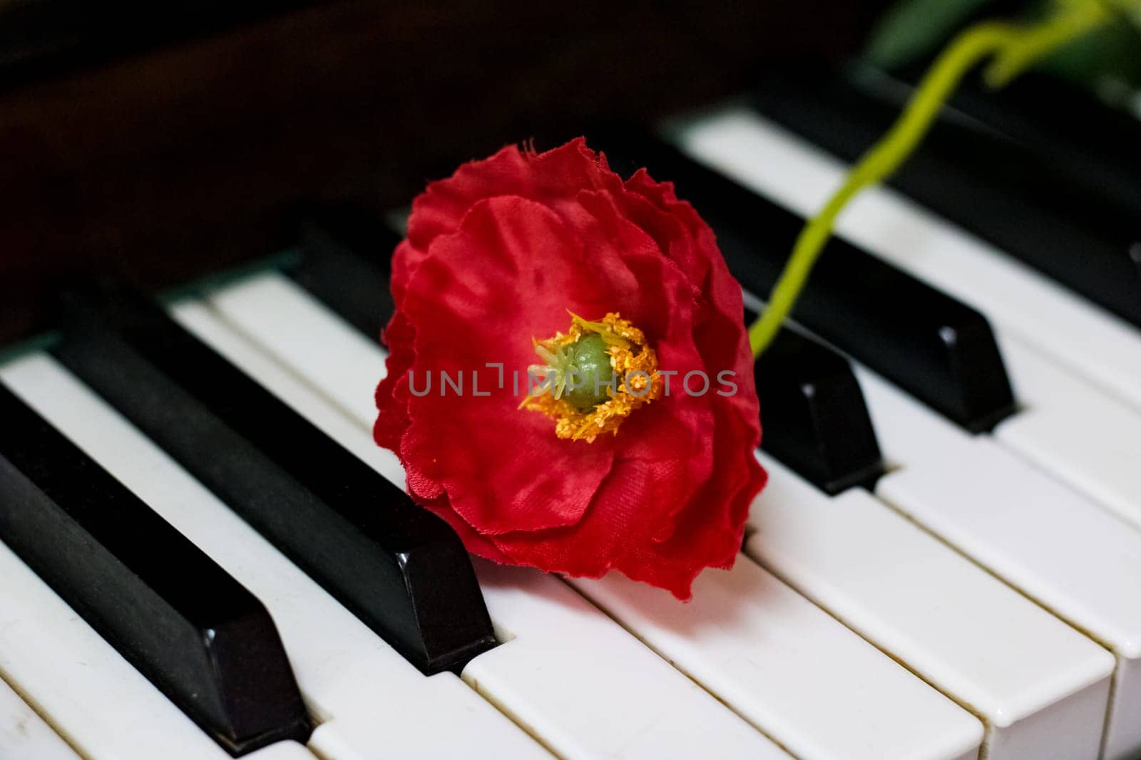 Red plastic flower on piano keys close up