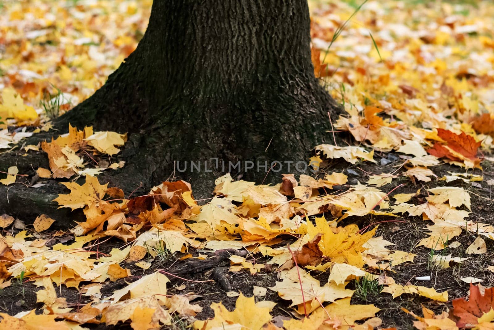 Yellow maple leaves on the ground by a tree