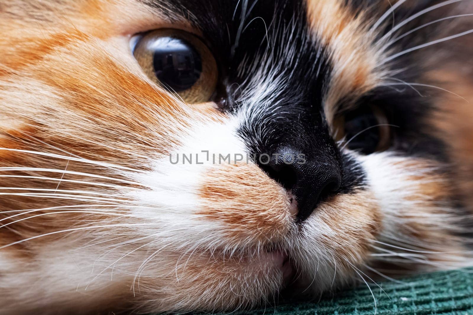 Face of an angry tricolor cat, close up portrait