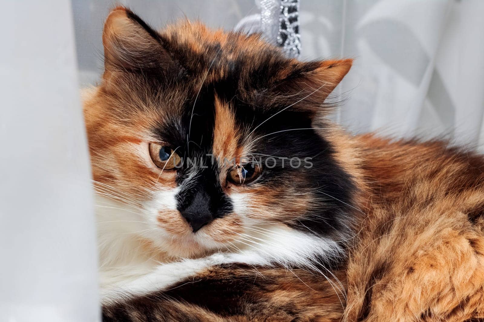 Face of an angry tricolor cat, close up portrait