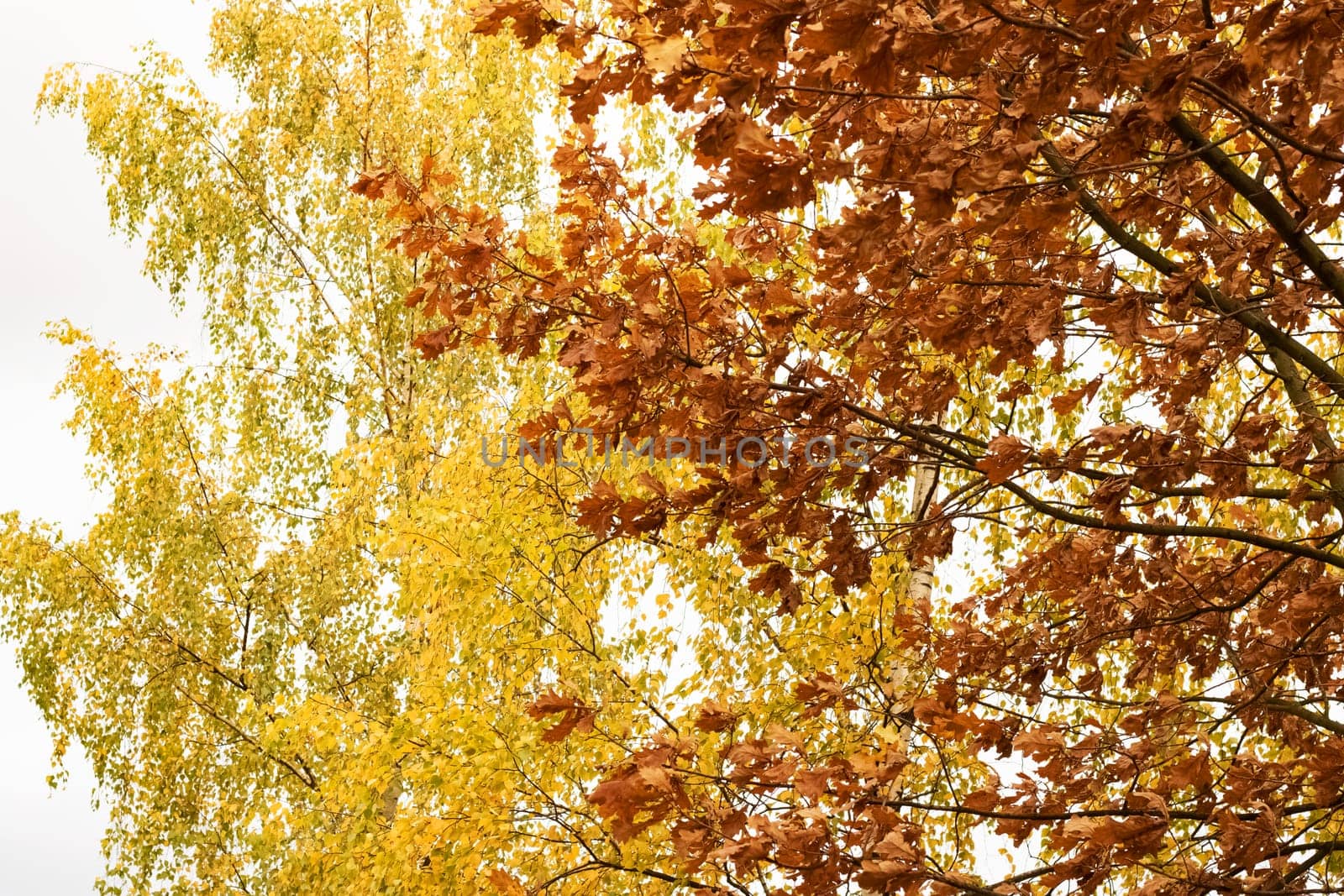 Yellow leaves on tree branches close up, autumn nature